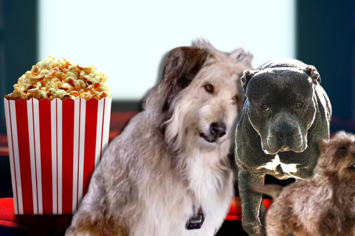 Estos son los perritos más icónicos del cine que han quedado en la historia, según Rolling Stone
