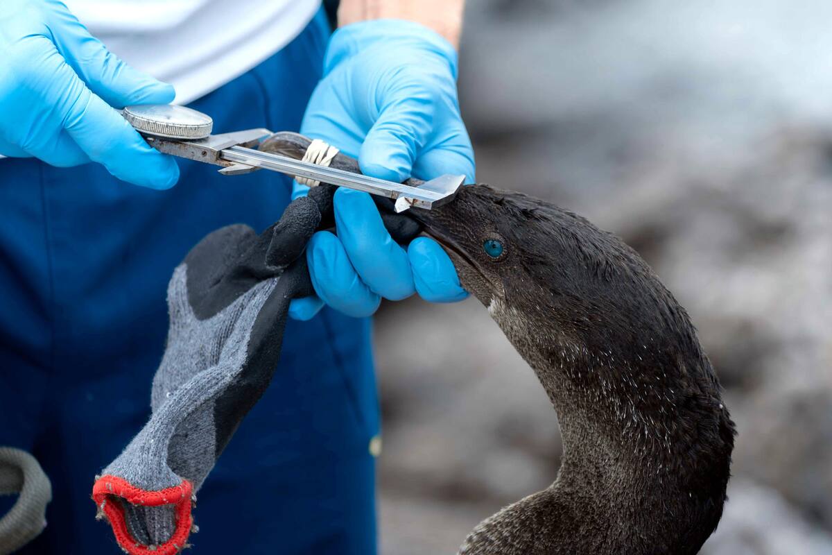 Por qué aves en Islas Galápagos tienen concentraciones de metales pesados
