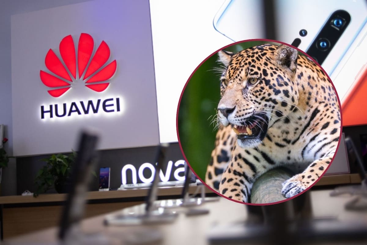 Huawei y sus aliados ganan el premio GLOMO LATAM 2026 por salvar al jaguar en Yucatán mediante Inteligencia Artificial y la nube