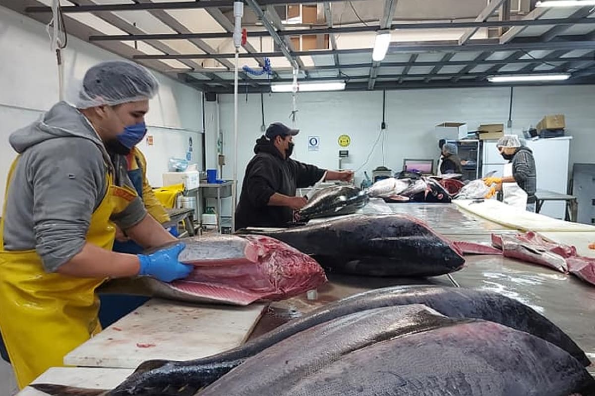 Inseguridad empaña buen año para la pesca en Baja California