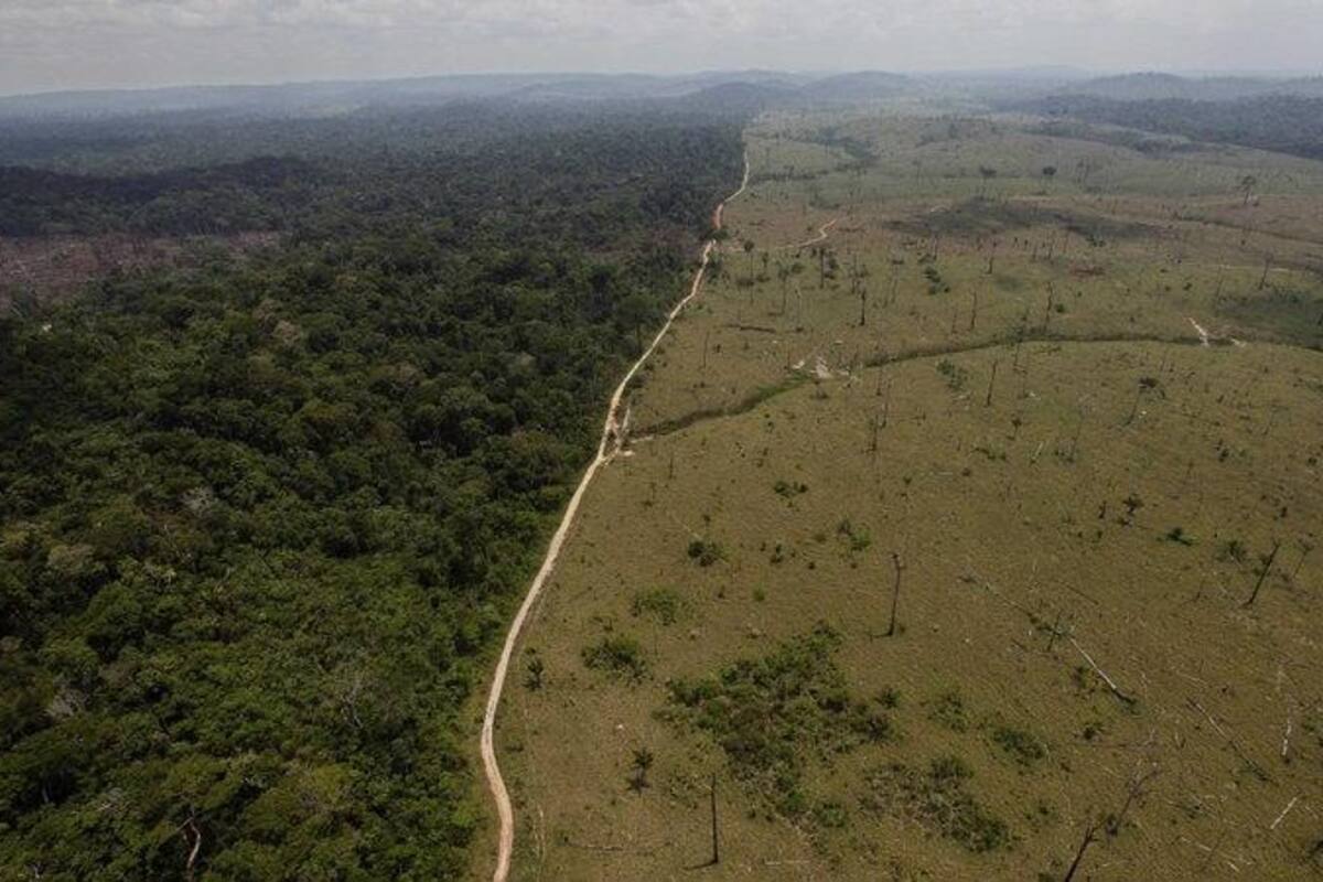 Incrementa en un 20% la deforestación en la Amazonia de Brasil