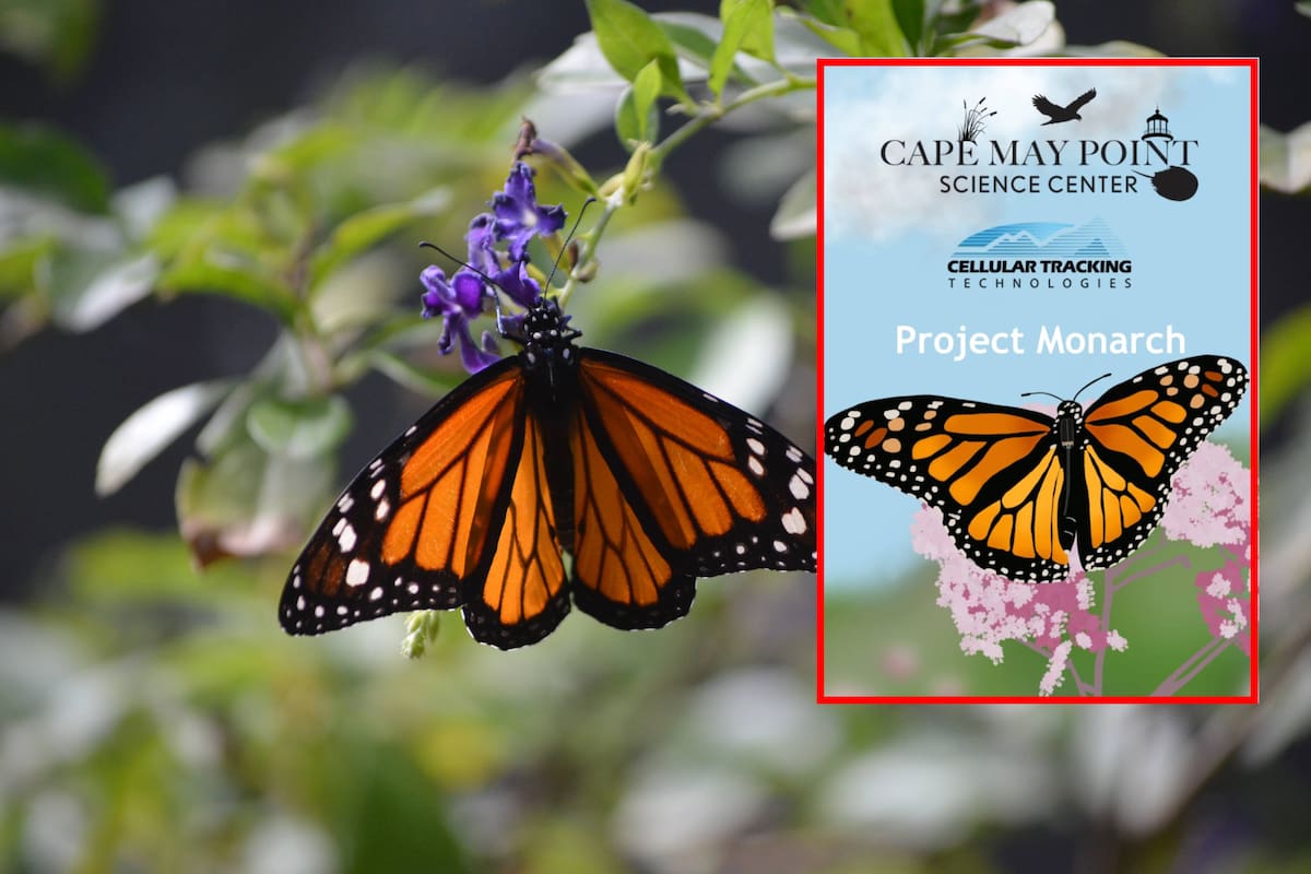 Project Monarch: Esta app te permite participar en la migracion de la mariposa monarca