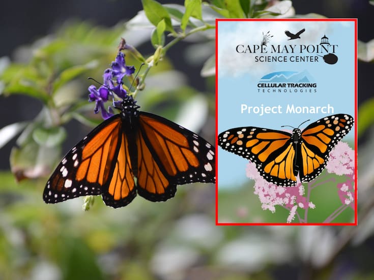 Project Monarch: Esta app te permite participar en la migracion de la mariposa monarca