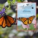 Project Monarch: Esta app te permite participar en la migracion de la mariposa monarca