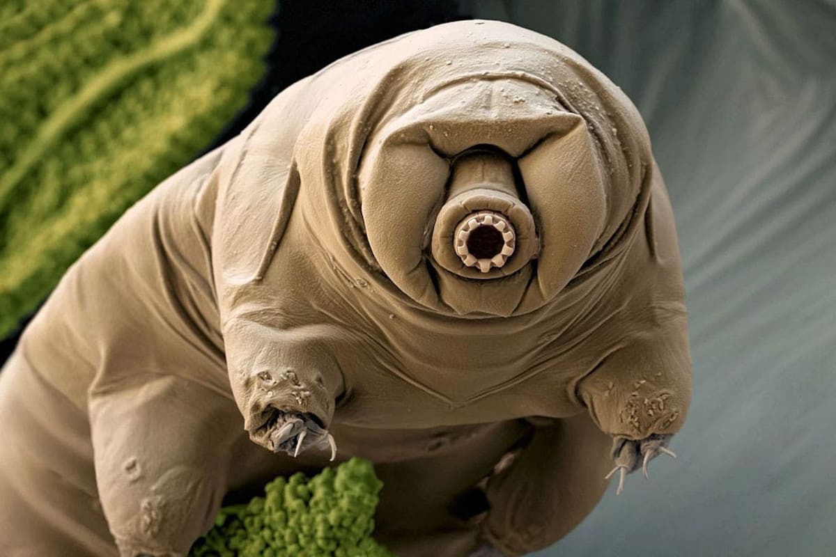 Tardigrado: Los “osos de agua” pueden sobrevivir en condiciones sorprendentemente extremas
