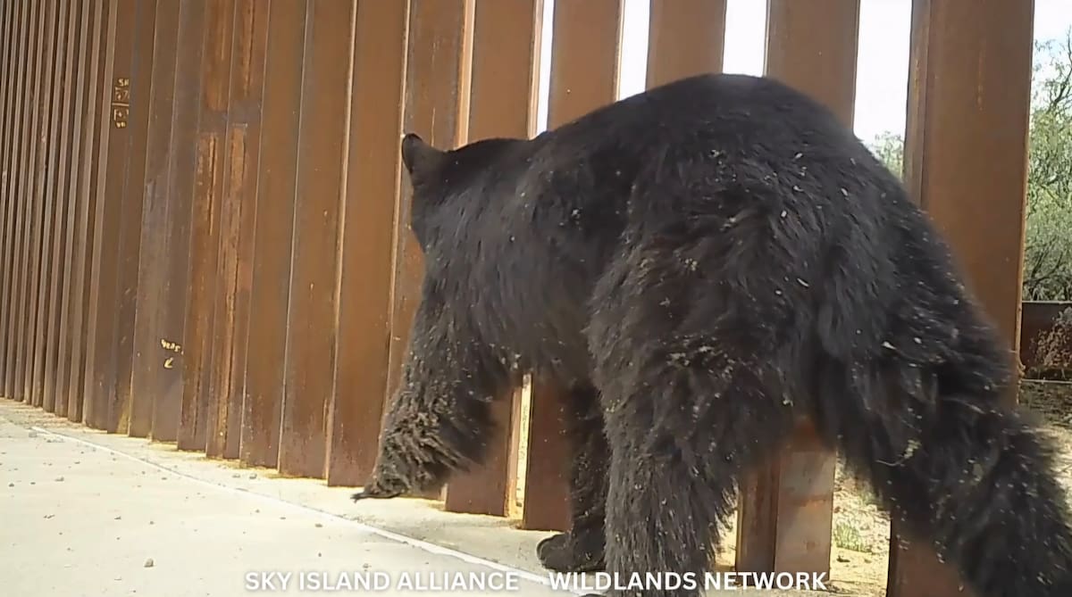 Osos y otros animales de mayor tamaño no pueden transitar libremente por el Valle de San Rafael al toparse con el muro fronterizo.