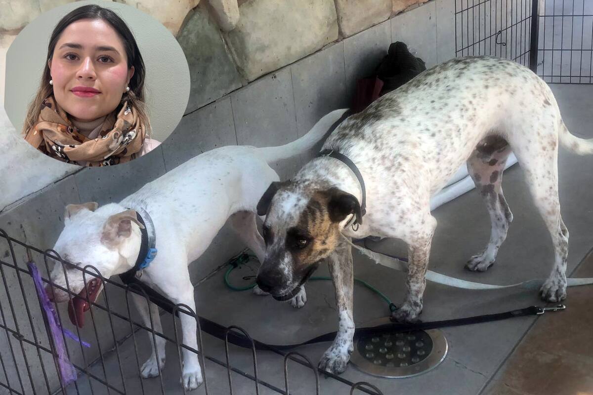 Suma BC 300 denuncias por maltrato animal