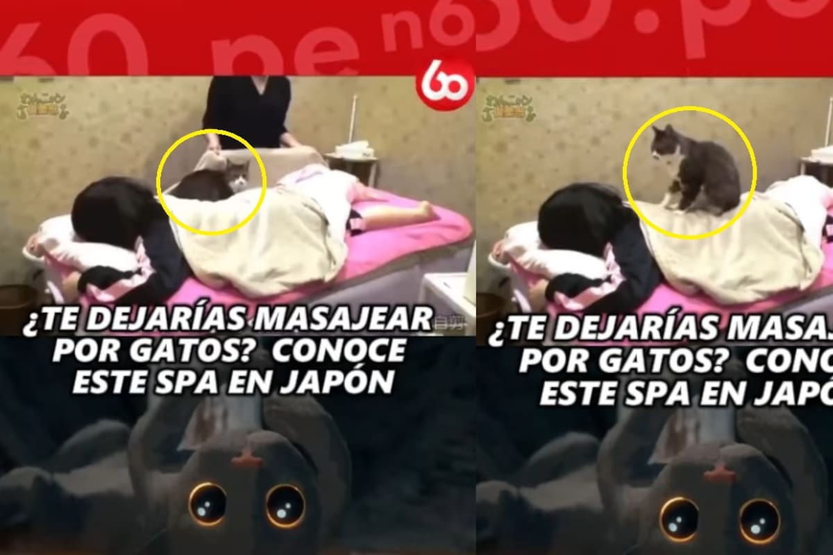 “Pusieron a trabajar a los michis”: En Japón ofrecen un servicio de masaje con gatos