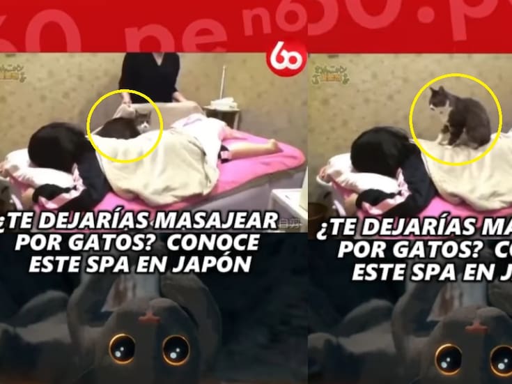 “Pusieron a trabajar a los michis”: En Japón ofrecen un servicio de masaje con gatos