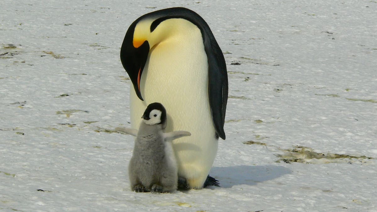 NASA revisó 40 años de imágenes de pingüinos emperador y encontró una capacidad que no se veía con claridad