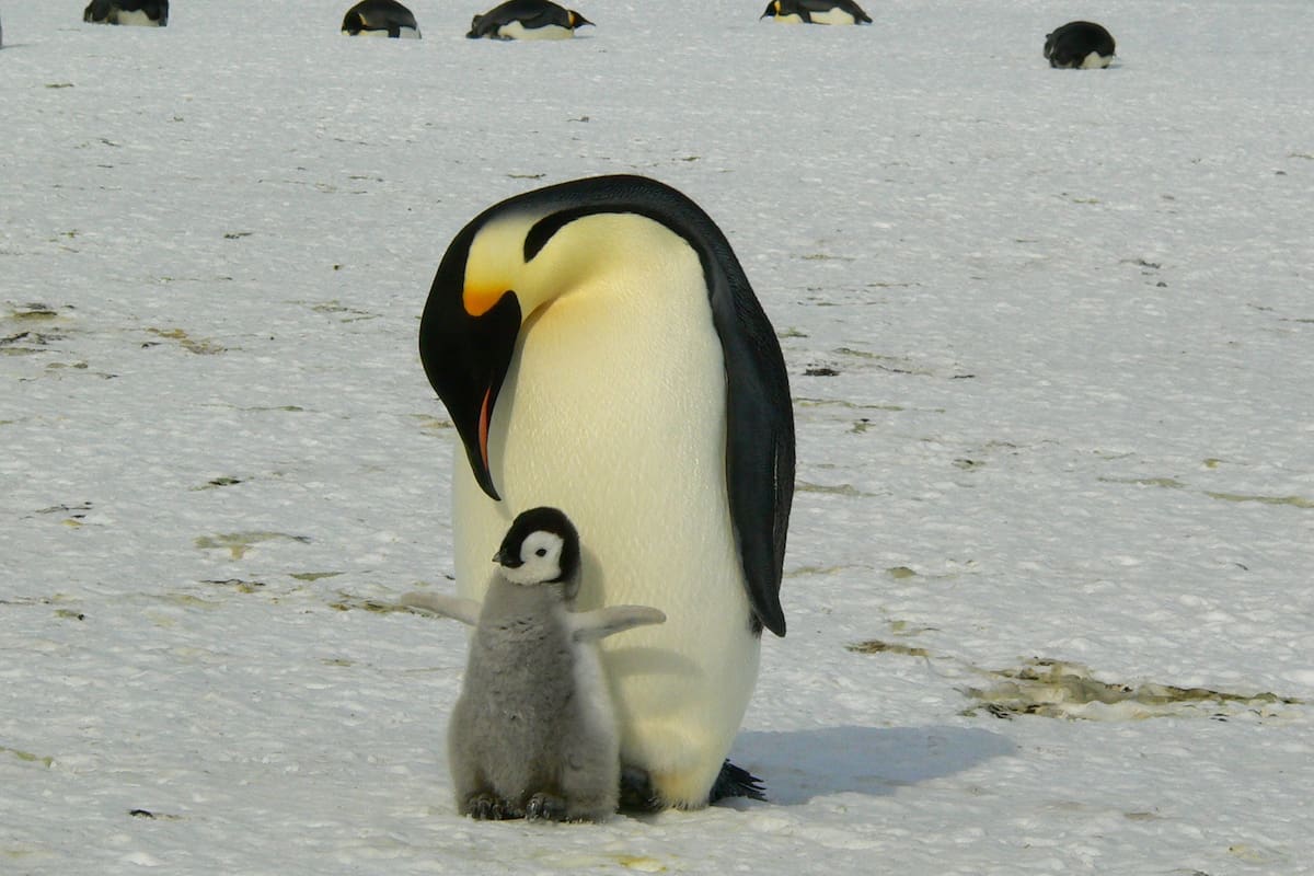NASA revisó 40 años de imágenes de pingüinos emperador y encontró una capacidad que no se veía con claridad