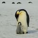 Pingüinos emperador se adaptan al hielo cambiante