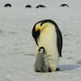 NASA revisó 40 años de imágenes de pingüinos emperador y encontró una capacidad que no se veía con claridad
