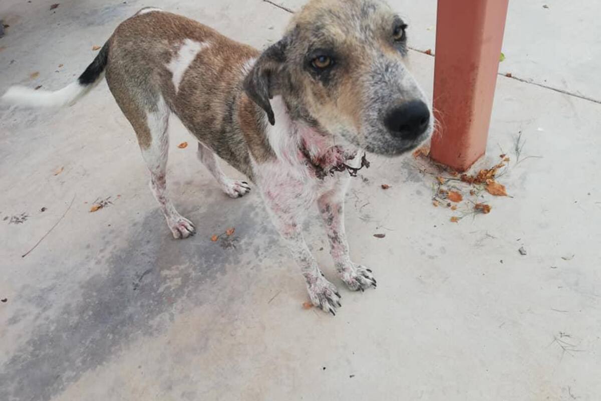 Buscan ayuda para perrito "Lacoste"