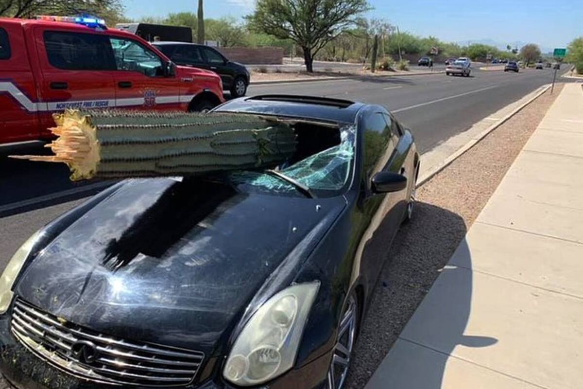 Un cactus de metro y medio perfora parabrisas de un auto