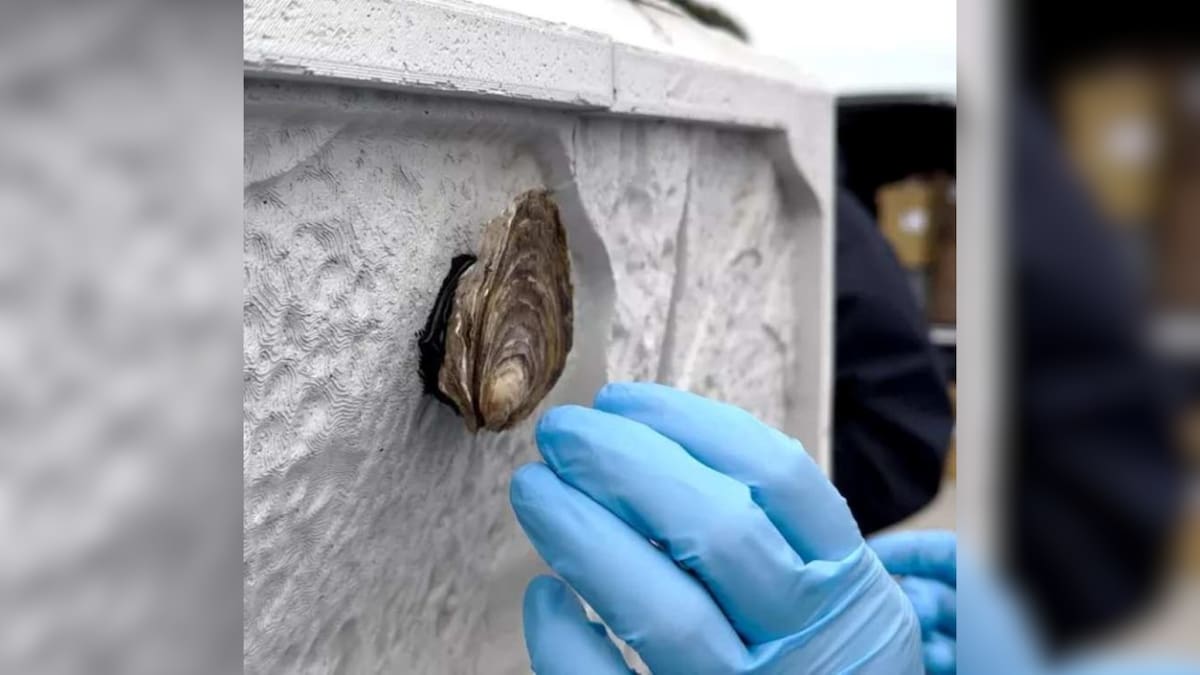 © Trai Anfield, Stronger Shores Project