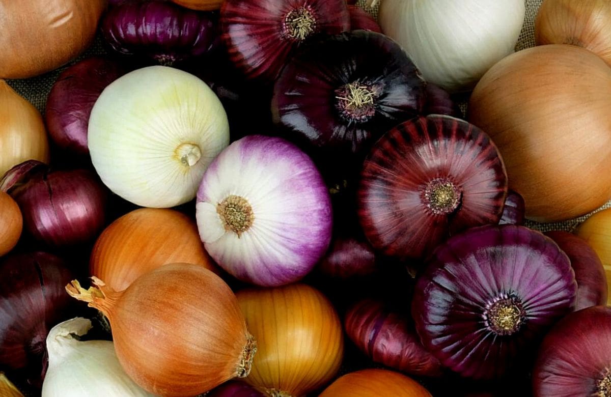 El tip de la cebolla para fortalecer el cabello desde la raíz | Foto: Especial Foto: Especial (canva)