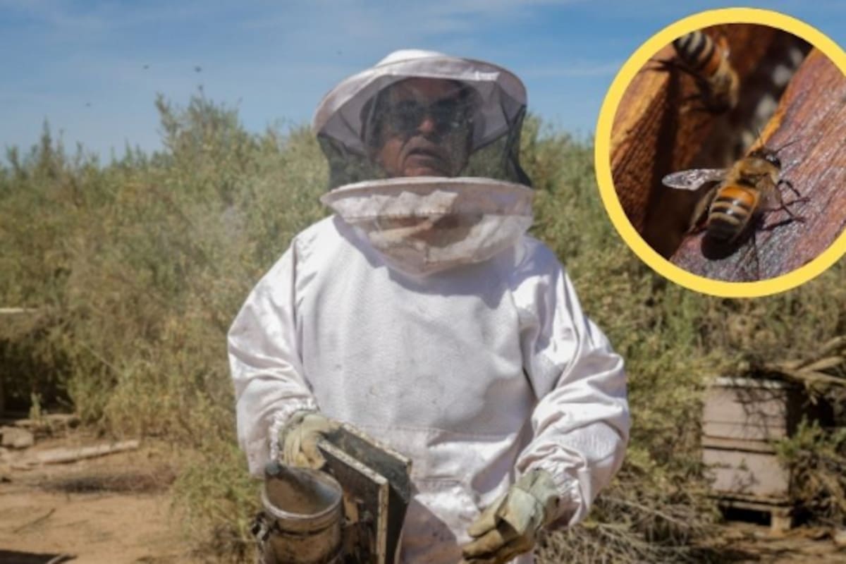Las abejas cambiaron la vida de José Luis