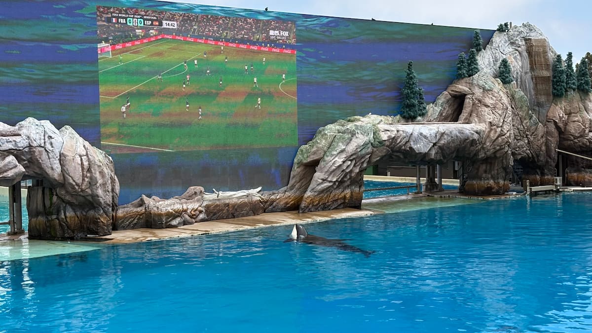 Cientos de visitantes disfrutaron del duelo entre Francia y España en una pantalla gigante instalada en el estadio de las orcas de SeaWorld San Diego.
Fotos: Cortesía.