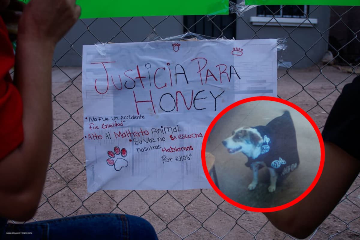 Exigen justicia por “Honey”, perrita asesinada en Mexicali