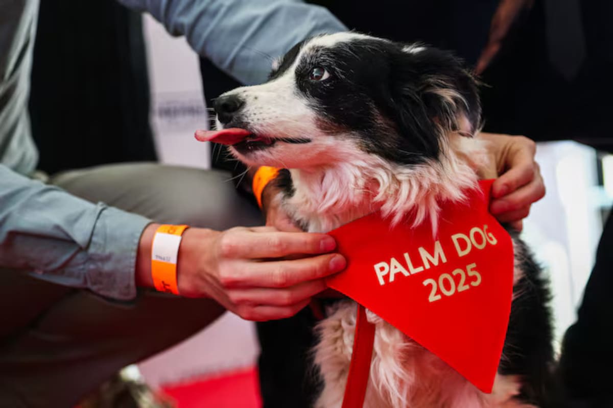 Un perro islandés gana el premio a mejor intérprete canino en el Festival de Cannes 2025