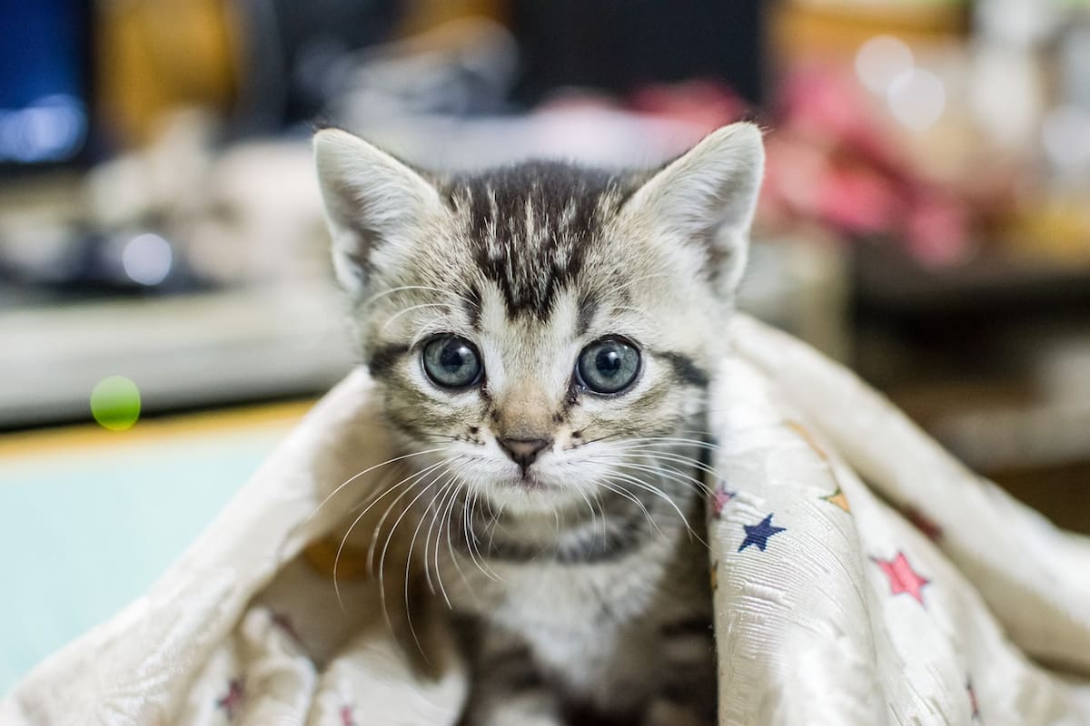 ¿Cómo mantener activo a tu gato? Cinco ideas para mantenerlo entretenido