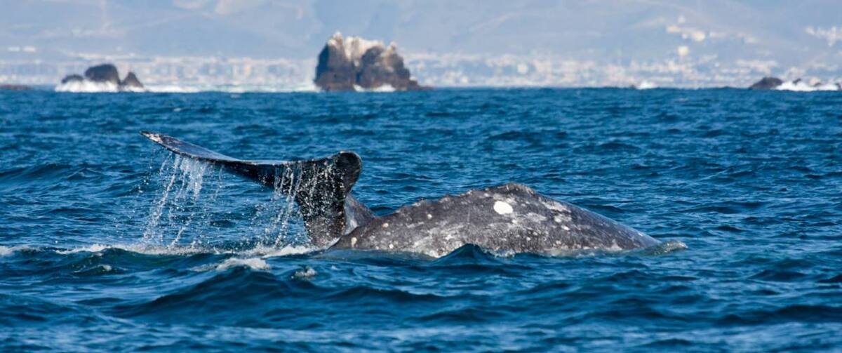 El avistamiento de estos cetáceos es una gran oportunidad, para valorar y preservar a la ballena gris y su entorno. Foto: Ilustrativa.