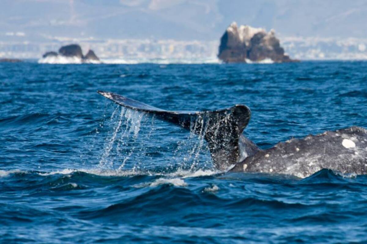Emiten recomendaciones para disfrutar avistamiento de la ballena gris en BC