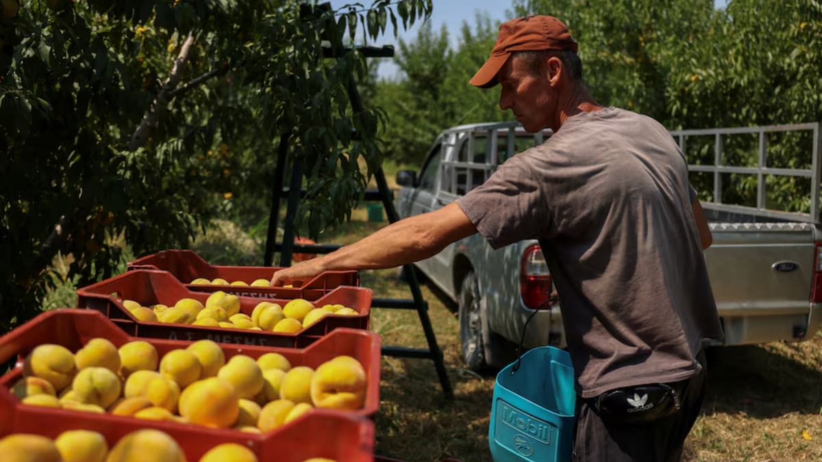 Productores buscan nuevos acuerdos de suministro tras la declaración de quiebra de la empresa. /Reuters