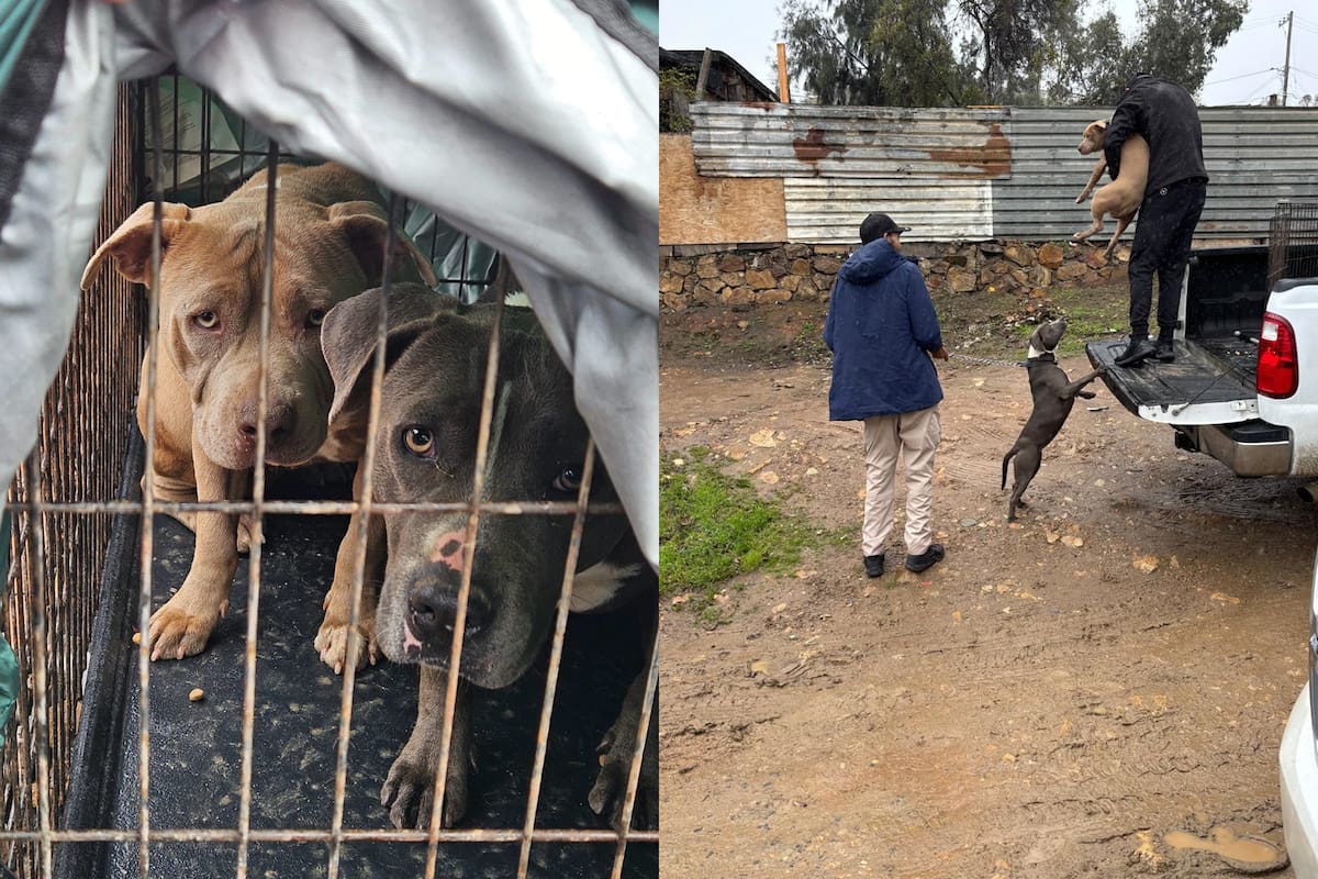 Rescatan a tres perros durante cateo por maltrato animal en Tijuana