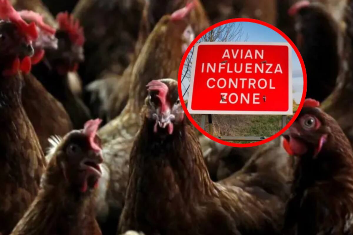 Agricultores del Reino Unido exigen vacunas contra la gripe aviar ante el avance del virus