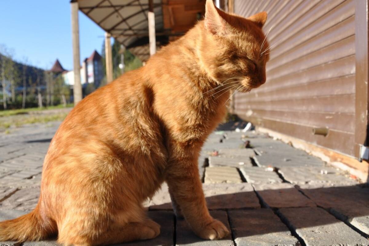 Gato se escapa de su nueva familia, recorre 64 kilómetros para volver con los antiguos dueños