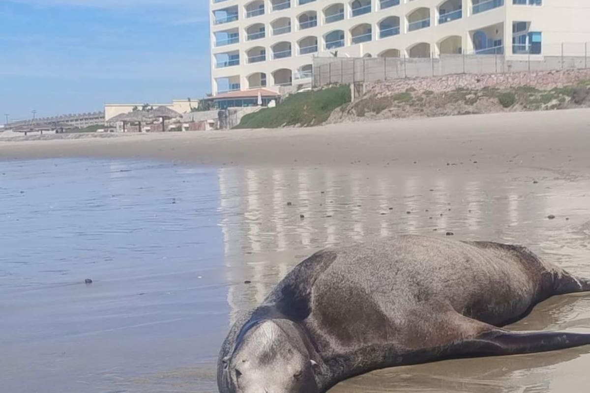 Reportan lobo marino varado cerca del Baja California Center en Rosarito