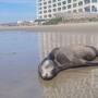 Reportan lobo marino varado cerca del Baja California Center en Rosarito