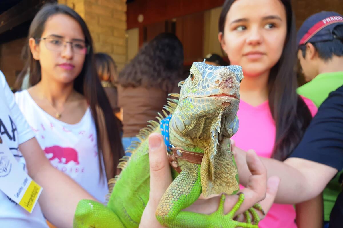 Iguana bebé fue el atractivo en el Festival de Insectos y Arácnidos