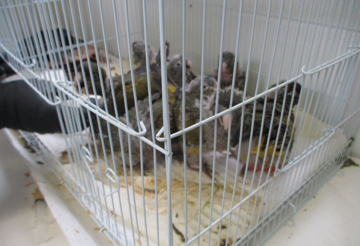 Los agentes del CBP encontraron encontraron seis loros escondidos dentro de las botas de un hombre.