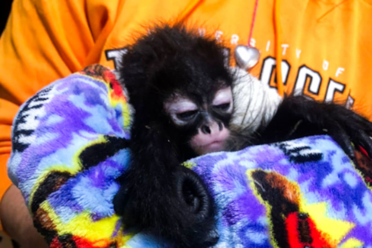 Profepa y FGR rescatan en Guadalajara a dos monos araña y seis aves protegidas; hay detenidos