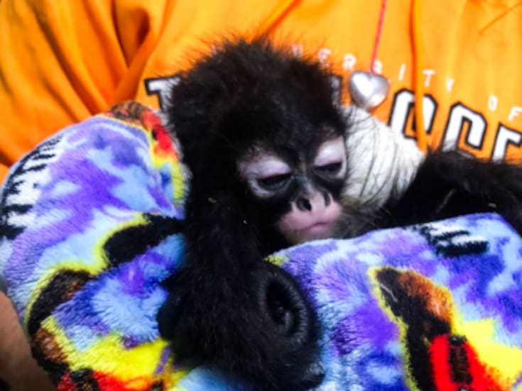 Profepa y FGR rescatan en Guadalajara a dos monos araña y seis aves protegidas; hay detenidos