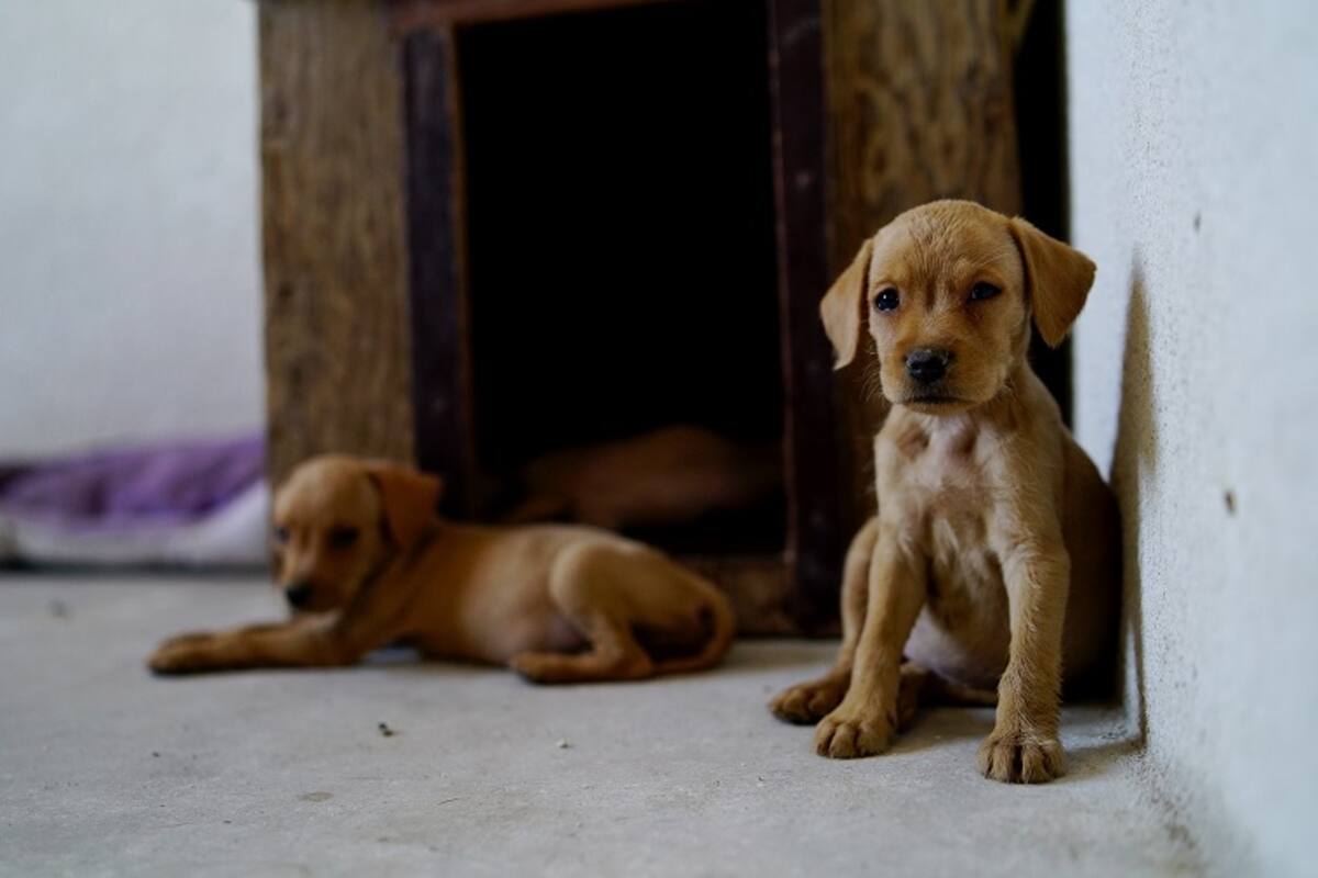 Van 12 muertes por Rickettsia en Mexicali