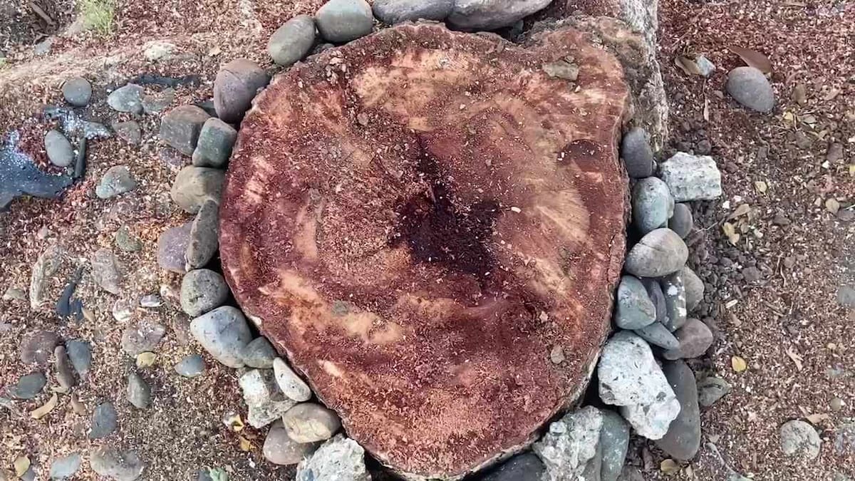 Foto: Mayra Echeverría.