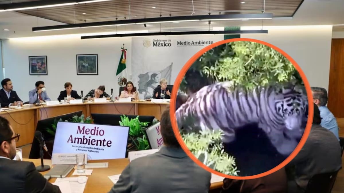 Semarnat aclara que tigre de Bengala escapó de un predio privado en Tepetlaoxtoc, no de un refugio federal, y advierte que titular debe garantizar su confinamiento