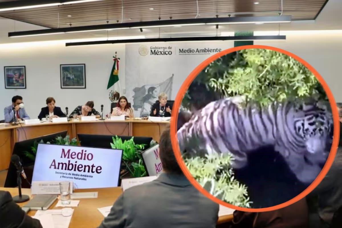 Semarnat aclara que tigre de Bengala escapó de un predio privado en Tepetlaoxtoc, no de un refugio federal, y advierte que titular debe garantizar su confinamiento