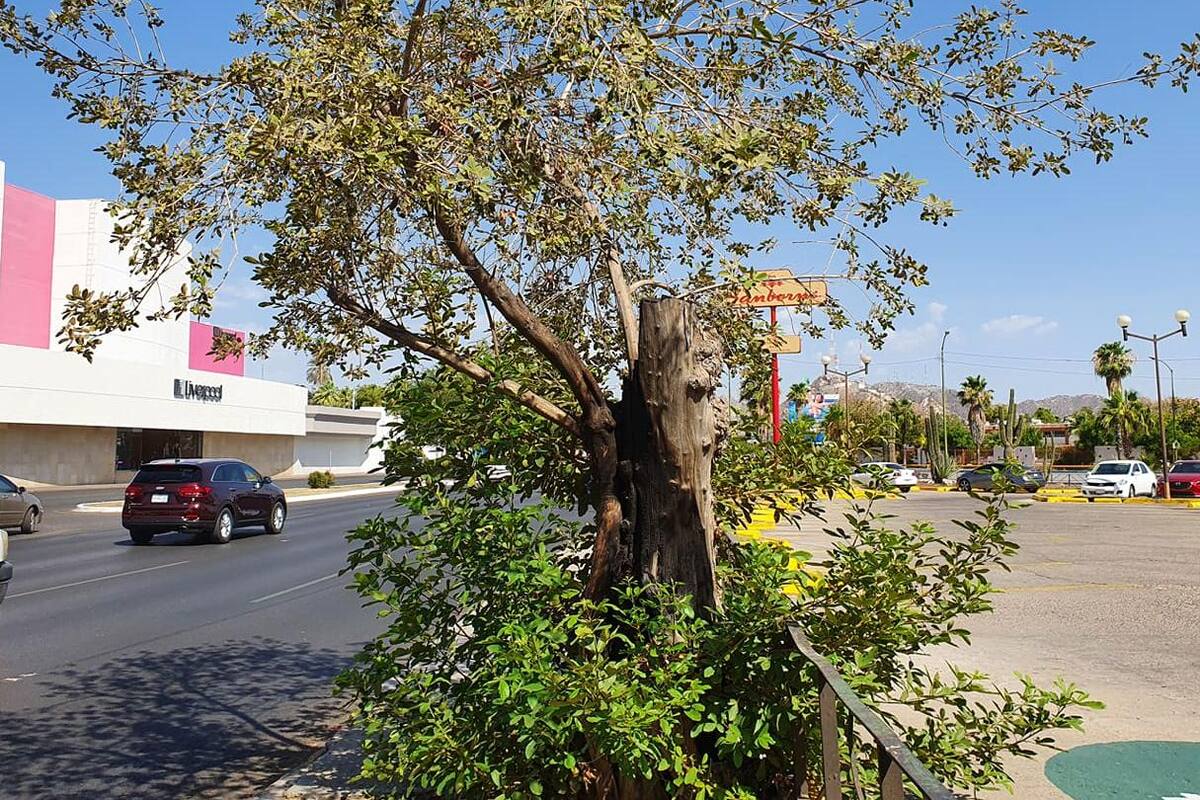 Grupo de Árboles por Hermosillo busca rescatar uvalama centenaria ubicada por Luis Encinas