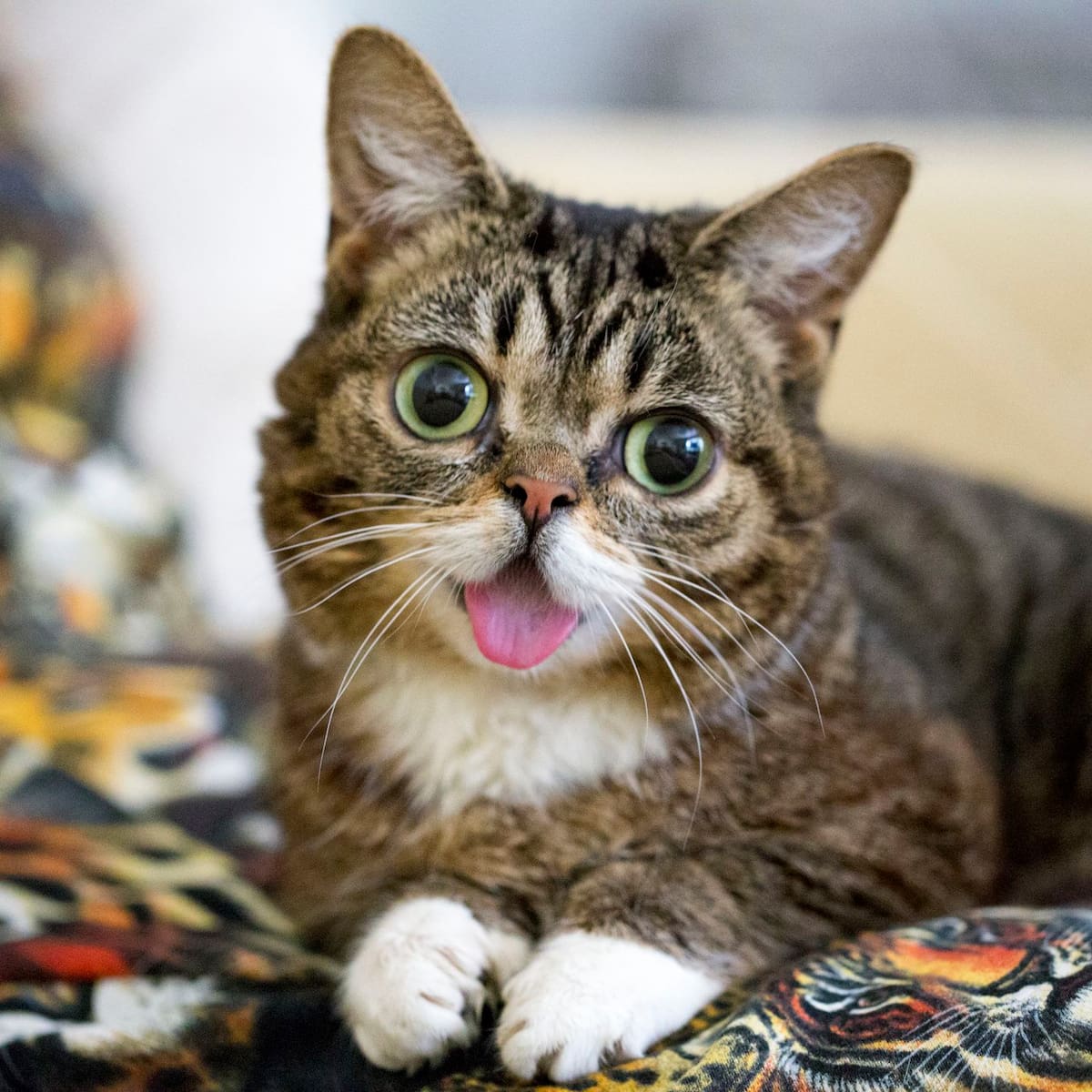 Lil Bub