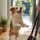 La emoción excesiva de tu perro al verte no es felicidad, sino un síntoma de ansiedad por separación que puede dañar su corazón; según expertos, así es como debes cambiar tus rutinas para corregir su comportamiento