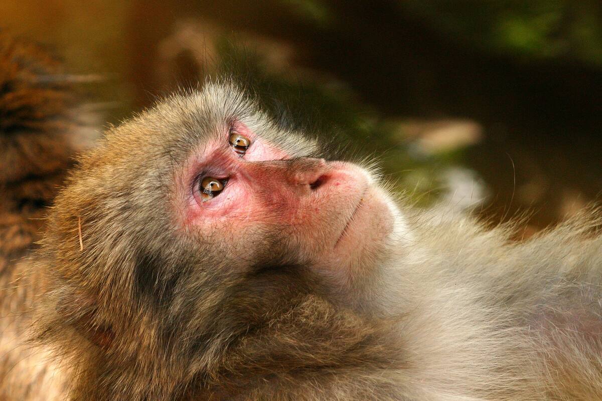 ¿La próxima pandemia? Advierten sobre nuevo y mortal virus similar al ébola y que vive en monos africanos