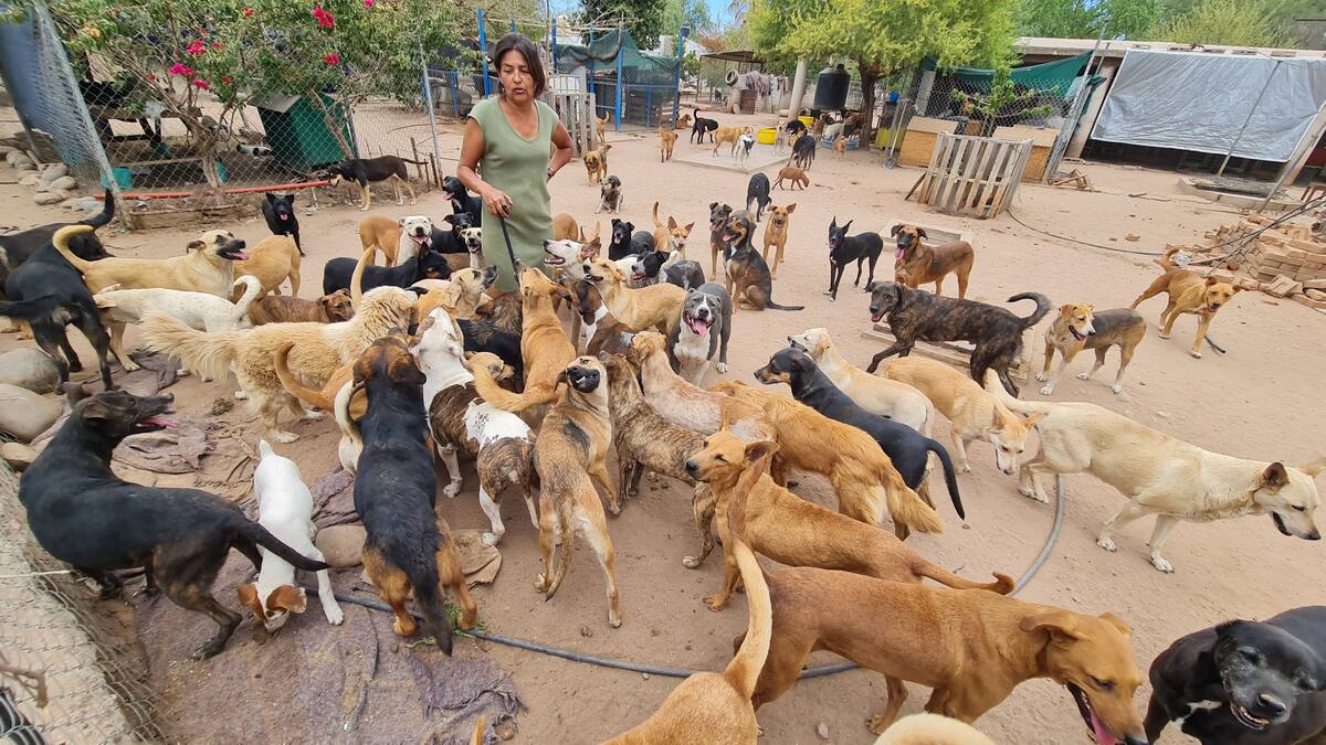 Una vida dedicada a alimentar y cuidar a más de 180 perros.