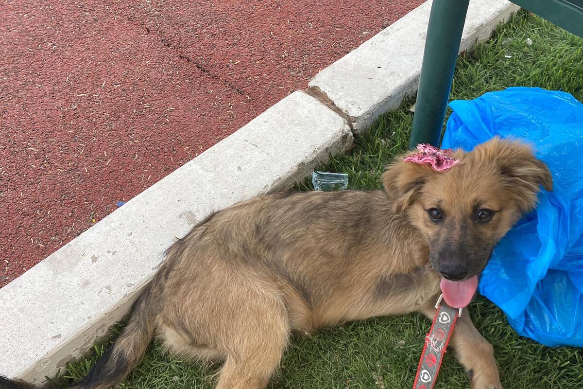 Tiene “Morita” un nuevo hogar