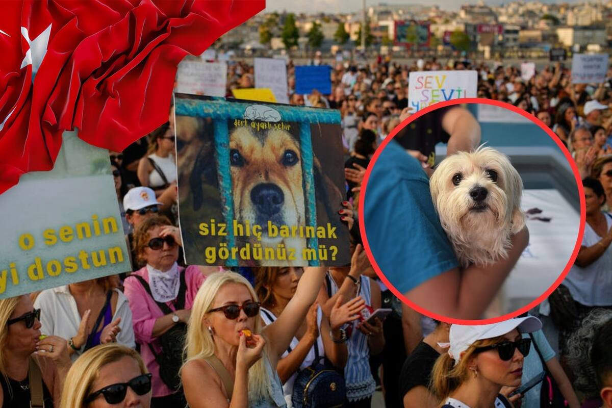 Este país pretende eliminar a los perros callejeros: miles de personas protestan ante la situación