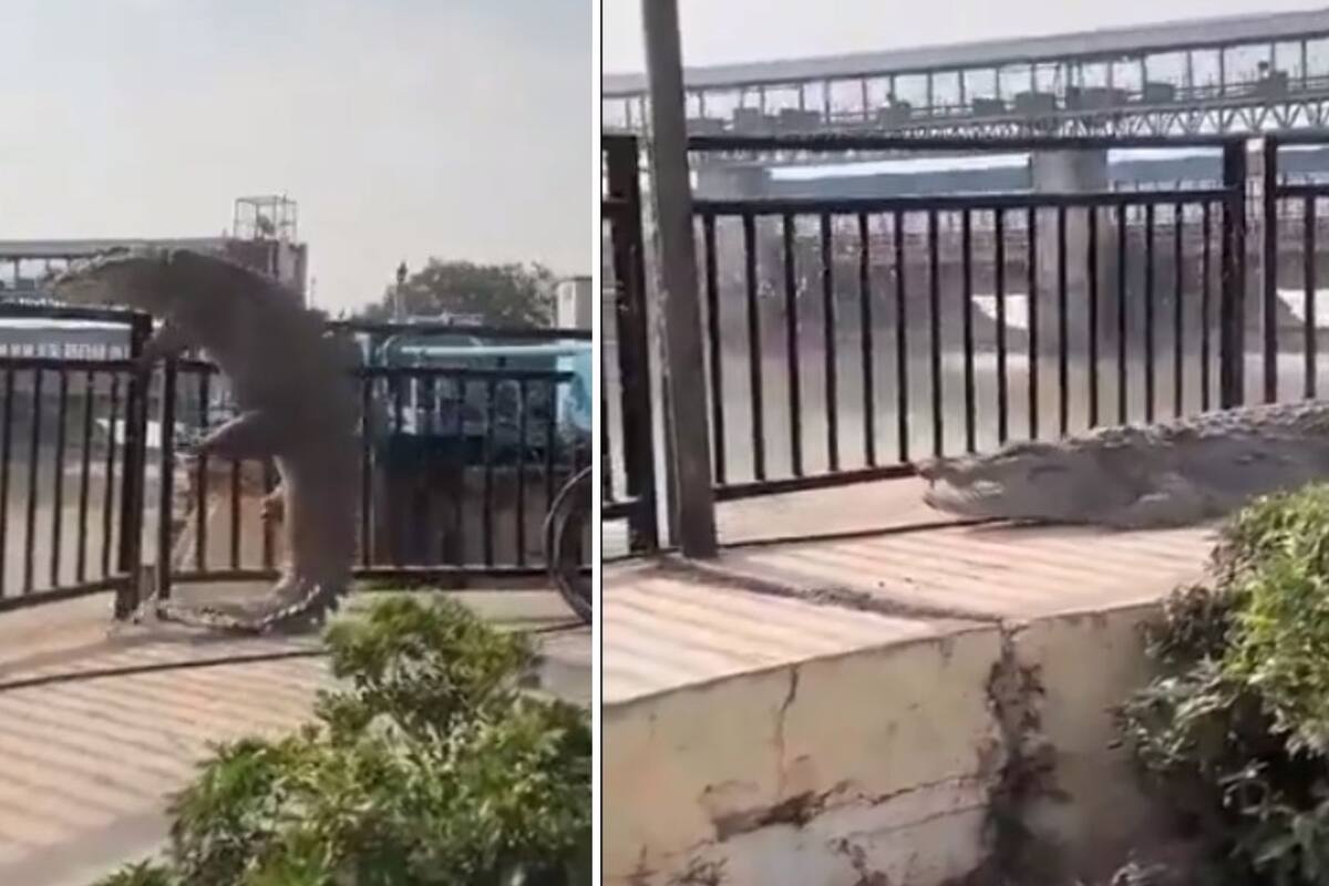 Video: Increíble video de cocodrilo intentando saltar cerca perimetral